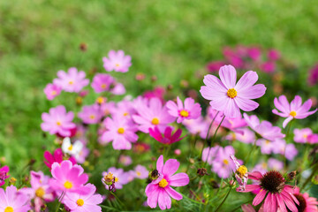 Fototapeta premium Pink cosmos flower (Cosmos Bipinnatus) with blurred background