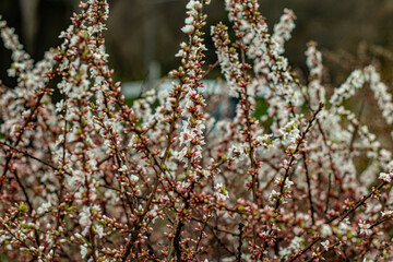spring flowering trees on the street. close-up of leaflets