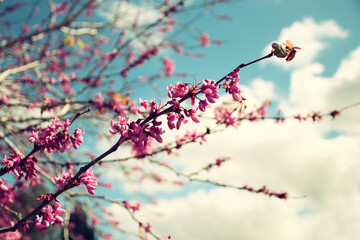 background of spring cherry blossoms tree. selective focus