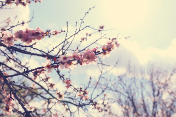 background of spring cherry blossoms tree. selective focus