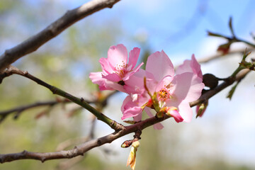 background of spring cherry blossoms tree. selective focus