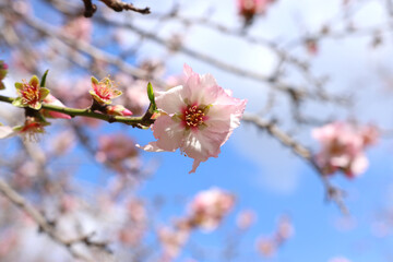background of spring cherry blossoms tree. selective focus