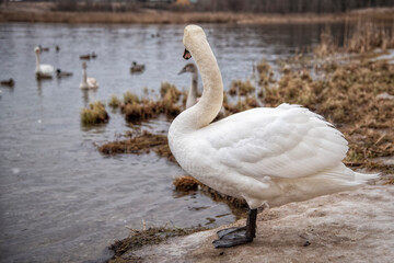 The swan swam in the Gorodischenskoe lake