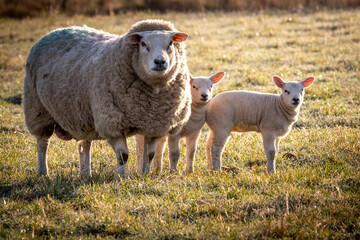 Spring Lambs