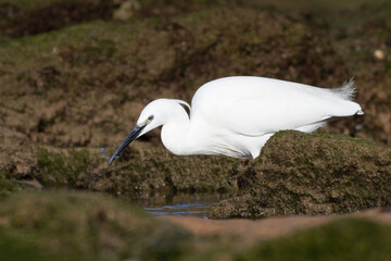 Little egret catching an elver