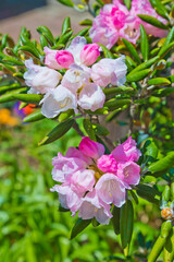 White Azalea in Japanese garden.