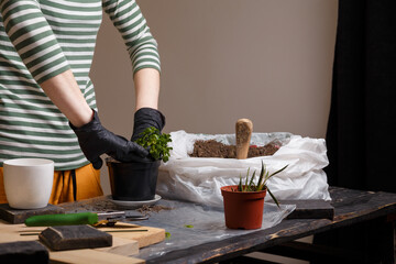 Spring care of home potted flowers. Kalanchoe seedling being replanted.