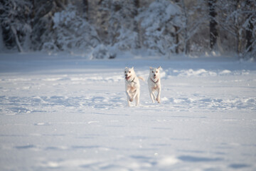 Siberian Husky Dogs playing in the snow on a frozen Lake