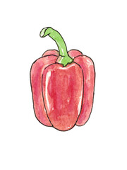 Sweet red pepper isolated on a white background. The contour is outlined with a live line. The illustration is hand-drawn in watercolour.