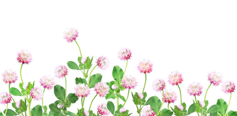Obraz na płótnie Canvas Wild red clover (Trifolium pratense). Isolated on white background