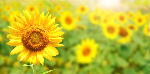 Obraz premium Sunflowers on blurred sunny background