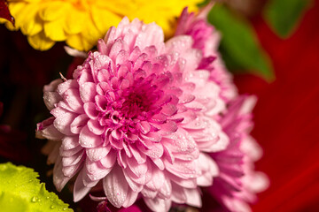 Beautiful purple chrysanthemum close-up with dew drops. Macro photography.
