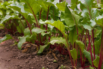 Beetroot tops growing in soil. Soft focused closeup shot of beet leaves. Seasonal farm harvest, fresh organic vegetables, healthy vegetarian food.