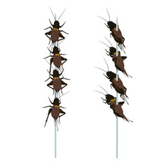 Food Insects: Crickets insect deep-fried crispy for eating as ready meal food items on skewer, it is good source of protein edible for future. Entomophagy concept.