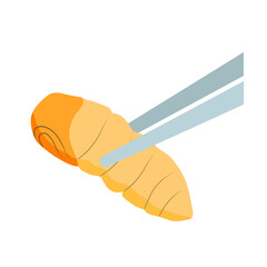 Food Insects: Silkworm Pupa insect deep-fried crispy for eating as ready meal food items on wooden chopstick, it is good source of protein edible for future. Entomophagy concept.