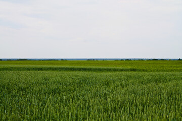 green barley field