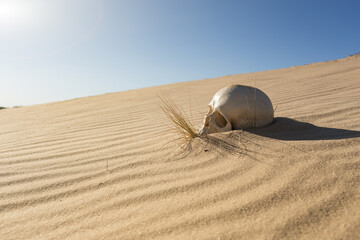human skull in the sand desert - 423671689