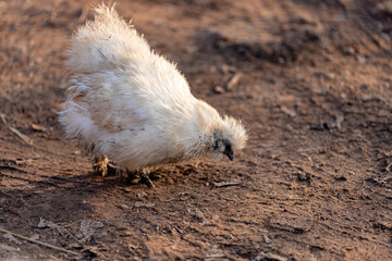 Silkie chicken looking for food in the yard