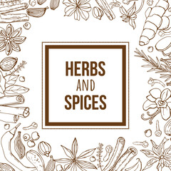 Hand-drawing background with organic and natural sketch herbs and spices.	