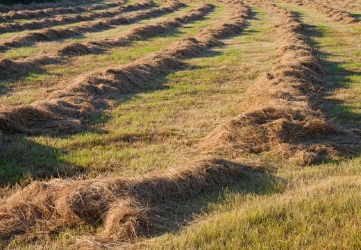 Haymaking: grassland with raked and dried mown grass 
