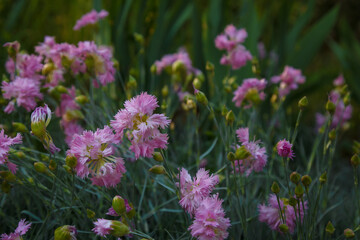 Beautiful pink carnations in flowerbed among green foliage. Springtime bloom and gardening concept.