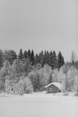 Black and White Snowy Day in Arctic Forest with Cabin