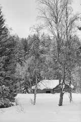 Black and White Snowy Day in Arctic Forest with Cabin