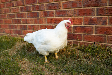 portrait of white broiler chicken (Gallus gallus domesticus) full body looking at the camera, free range chicken on chicken farm