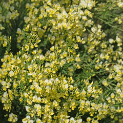 Blühender Besenginster, Cytisus scoparius, im Frühling
