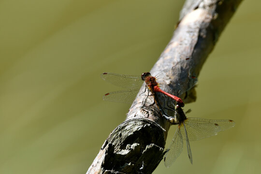 Two dragonflies copulating on a tree branch