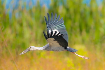 Asian openbill stork in flight