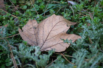 Early spring season, fallen autumn leaf on green grass background, brown dried foliage on the ground, meadow, beauty in nature