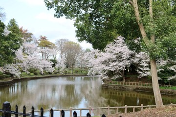 Fototapeta na wymiar 穏やかに咲く桜　風景