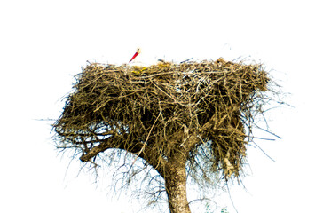 Stork in its nest on a bright morning