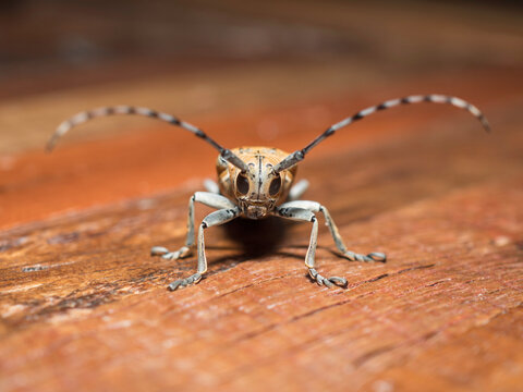 Commun&eacute;ment appel&eacute; Taon Jacques sur l'ile de la R&eacute;union (Batocera rufomaculata). Il est le plus gros col&eacute;opt&egrave;re de l'&icirc;le, de plus en plus difficile &agrave; observer &agrave; cause des pesticides utilis&eacute;s.