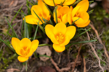 Yellow or orange young crocuses flowers growing in spring garden on sunny day. Many small croci flowers with yellow stamens in the fresh green grass.