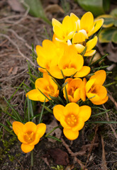 Obraz na płótnie Canvas Yellow or orange young crocuses flowers growing in spring garden on sunny day. Many small croci flowers with yellow stamens in the fresh green grass.