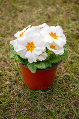 Small flower pot with soft white primula flowers (seedling) with vivid orange or yellow centers standing on the green lawn in the spring garden. 