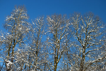 Branches covered with fresh snow in Schaan in Liechtenstein 16.1.2021