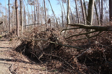 Windbruch