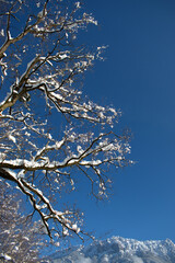 Branches covered with fresh snow in Schaan in Liechtenstein 16.1.2021