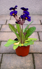 Small brown plastic flower pot with soft tall purple or violet primula flowers (seedling) with vivid orange or yellow centers standing on the stone pavement (terrace) in the spring garden