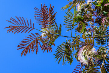 Pink flowers and leaves of Albizia julibrissin commonly know as Persian silk tree towards clear blue sky, in a garden in a sunny summer day.