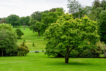 Minimalist monochrome green background with wild azalea or Rhododendron plant an old green trees and leaves in a park in a summer day in Scotland, United Kingdom.