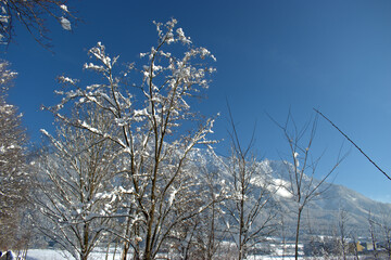 Branches covered with fresh snow in Schaan in Liechtenstein 16.1.2021