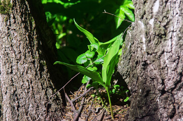 sprout of a young tree in spring