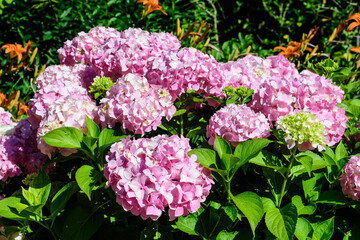 Magenta pink hydrangea macrophylla or hortensia shrub in full bloom in a flower pot, with fresh green leaves in the background, in a garden in a sunny summer day.