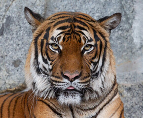 Frontal Close up view of an Indochinese tiger (Panthera tigris corbetti)