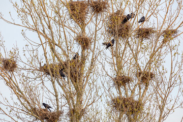 Rook colony with their nests in the branches of the poplars. Corvus frugilegus. Province of León, Spain.