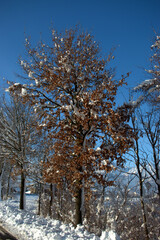 Fototapeta premium Branches covered with fresh snow in Schaan in Liechtenstein 16.1.2021